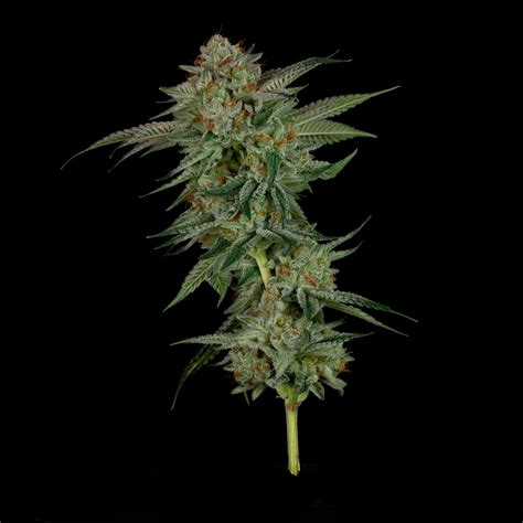 valley vixen|Valley Vixen Strain Info / Valley Vixen Weed By Archive Seed。